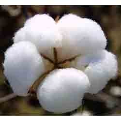 Manufacturers Exporters and Wholesale Suppliers of MECH 1 Raw Cotton Indore Madhya Pradesh